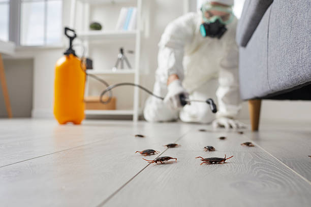 Commercial Kitchen Cockroach Control in Minneola